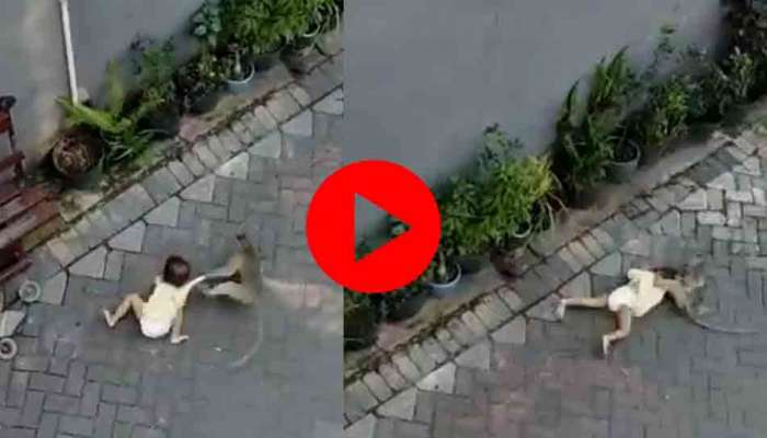 Viral Video: മനുഷ്യക്കുഞ്ഞിനെ തട്ടിക്കൊണ്ടുപോകാൻ കുരങ്ങൻ ചെയ്തത്... കണ്ടാൽ ഞെട്ടും..! വീഡിയോ വൈറൽ 