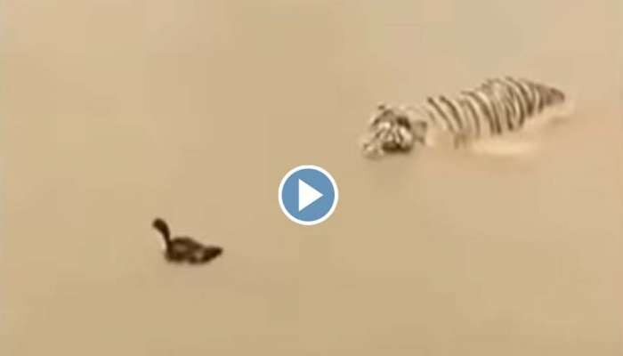 Viral Video : "എന്നെ പിടിക്കാൻ നോക്കേണ്ട"; കടുവയെ വിദഗ്ദ്ധമായി പറ്റിച്ച് താറാവ്, വീഡിയോ വൈറൽ