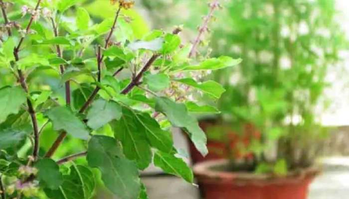 Tulsi Puja: ആഗ്രഹപൂര്‍ത്തിയ്ക്ക് തുളസി പൂജ, വീട്ടില്‍ സമ്പത്തിന്‍റെ പെരുമഴ