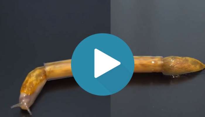 Viral Video: ഒച്ച് പേനയ്ക്കുള്ളിൽ കയറുന്നത് കണ്ടിട്ടുണ്ടോ? ഒന്നൊന്നര സംഭവമാണ്