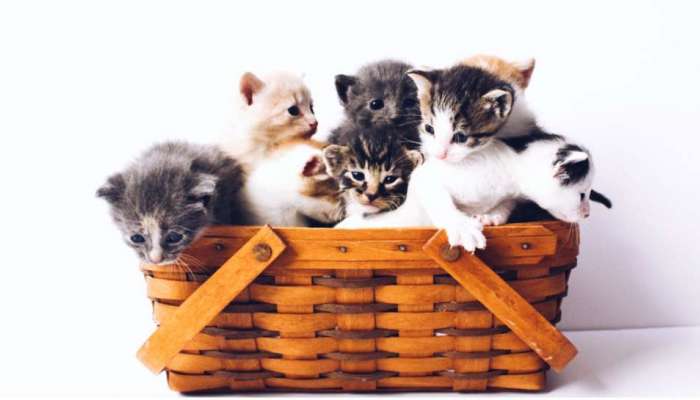 International Cat Day 2022: പൂച്ചകളെ പരിപാലിക്കുമ്പോൾ ഇക്കാര്യങ്ങള്‍ പ്രത്യേകം ഓര്‍മ്മിക്കുക 