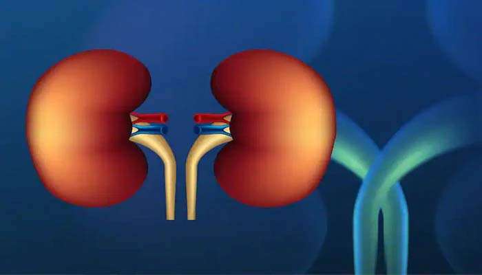 Kidney Health: വൃക്ക തകരാര്‍, ശരീരം നല്‍കുന്ന ഈ സിഗ്നലുകള്‍ ഒരിയ്ക്കലും തള്ളിക്കളയരുത്