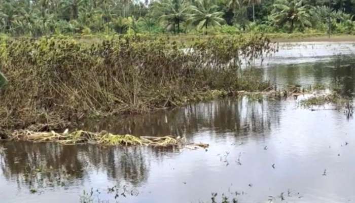 Kerala Rains 2022: ഓണക്കാലം വറുതിക്കാലമാക്കി മഴയും വെള്ളപ്പൊക്കവും; സ്വപ്നങ്ങള്‍ തകർന്ന് കർഷകർ