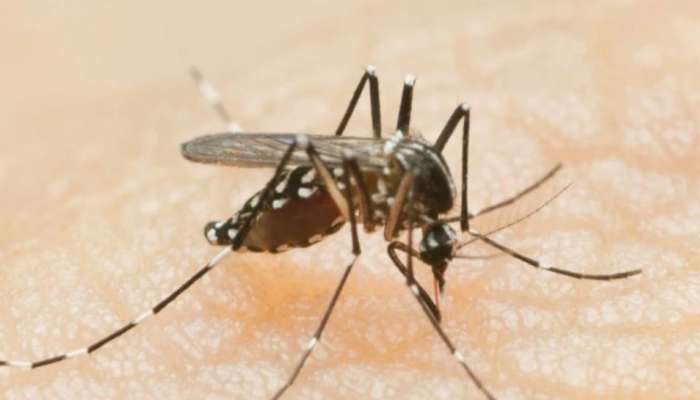 World mosquito day 2022: രോ​ഗവാഹകരാകുന്ന കൊതുകുകൾ; ലോക കൊതുക് ദിനത്തിന്റെ ചരിത്രവും പ്രാധാന്യവും