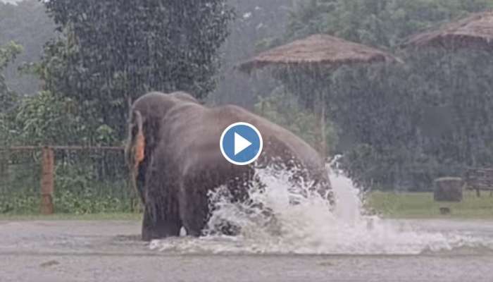 Viral Video : മഴ വൻ ആഘോഷമാക്കി ആന ഒപ്പം കുറച്ച് ഡാൻസും; വീഡിയോ വൈറൽ