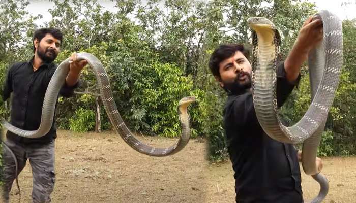 Viral Video: പാമ്പുപിടുത്തക്കാരനെ കൊത്താൻ ആഞ്ഞ് രാജവെമ്പാല..! വീഡിയോ വൈറൽ