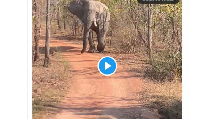 Viral Video : ജീപ്പിന് നേരെ പാഞ്ഞടുത്ത് ആന , പിന്നെ സംഭവിച്ചത്; വീഡിയോ വൈറൽ