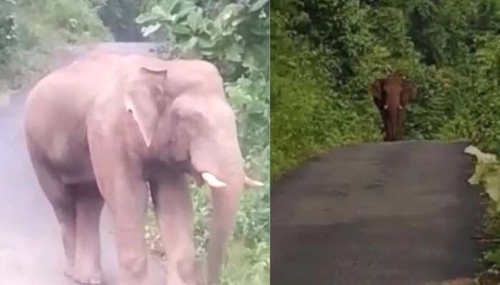 Wild Elephant Attack : പാലപ്പിള്ളിയിൽ കാട്ടാനകളെ തുരത്താൻ കുങ്കിയാനകളെത്തി