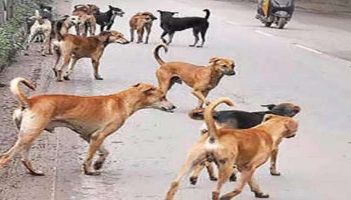 Stray dog attack: കണ്ണൂരിൽ തെരുവ് നായയുടെ ആക്രമണം; എട്ട് പേർക്ക് പരിക്ക്, ഒരാളുടെ കൈപ്പത്തി കടിച്ചെടുത്തു