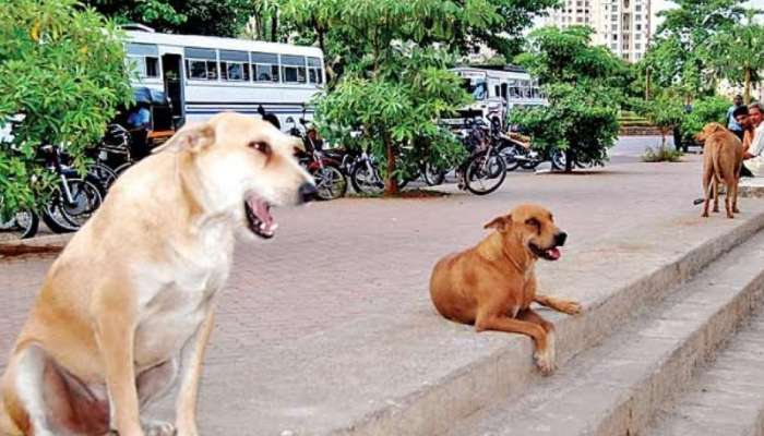 Stray dog attack: പട്ടാമ്പി വിളയൂരിൽ തെരുവ് നായയുടെ ആക്രമണം; യുവാവിന് സാരമായി പരിക്കേറ്റു