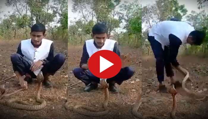 Viral Video: മൂർഖന്മാരുടെ മുന്നിൽ കൂസാതെ ആൺകുട്ടി, പിന്നെ സംഭവിച്ചത്..! വീഡിയോ വൈറൽ 