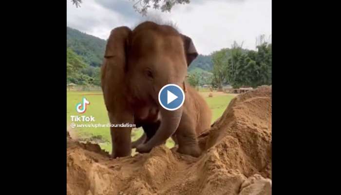 Viral Video : മണൽക്കൂന കേറാൻ മത്സരിച്ച് ആനക്കുട്ടികൾ; പിന്നെ സംഭവിച്ചത്, വീഡിയോ വൈറൽ 