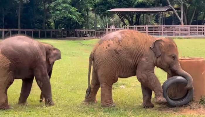 Viral Video : ടയർ ഉരുട്ടി വണ്ടി കളിച്ച് ആനക്കുട്ടികൾ; വീഡിയോ വൈറൽ 