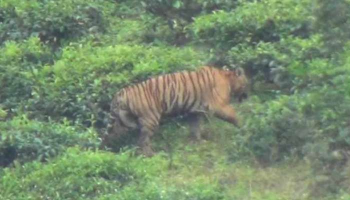 Tiger attack Idukki: നയമക്കാട് എസ്റ്റേറ്റിൽ തൊഴുത്തില്‍ കെട്ടിയിട്ട പശുക്കളെ കടുവ കൊന്നു