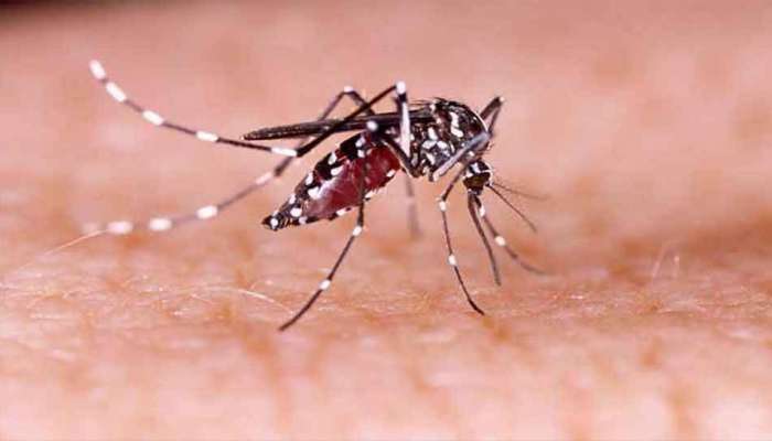 Dengue Cases in Delhi: ഡെങ്കിപ്പനി ഭീതിയില്‍ ഡല്‍ഹി, കേസുകളില്‍ വന്‍ വര്‍ദ്ധന