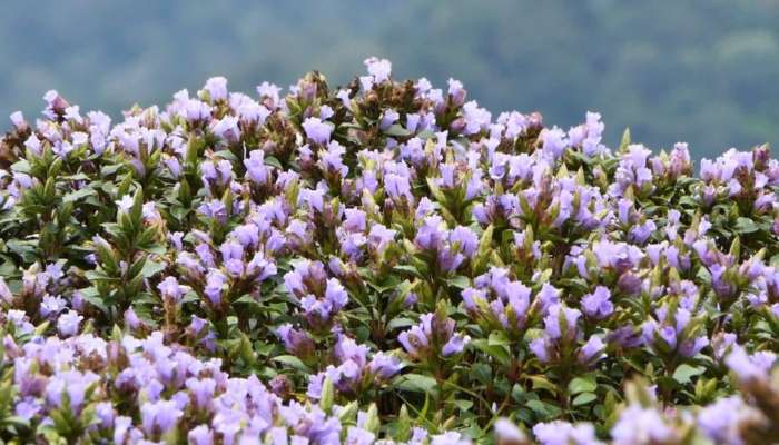   Neelakurinji Blooms : മലനിരകളിൽ നീല പട്ട് വിരിച്ച്‌ വീണ്ടും നീല കുറിഞ്ഞി വിരുന്നെത്തി