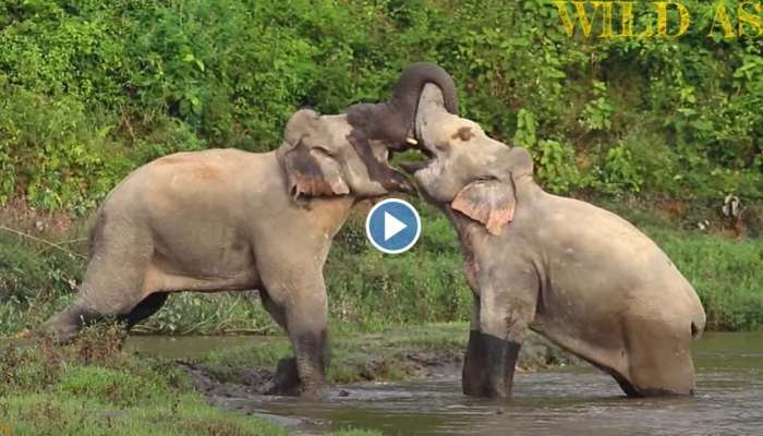 Viral Video : ആനകൾ ചുംബിക്കുന്നത് കണ്ടിട്ടുണ്ടോ? വീഡിയോ വൈറൽ