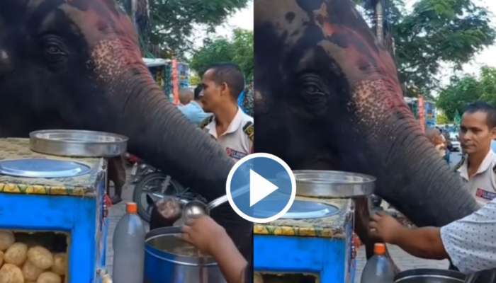 ആസ്വദിച്ച് പാനിപ്പൂരി തിന്നുന്ന ആന; എത്ര എണ്ണം കൊടുത്താലാ?