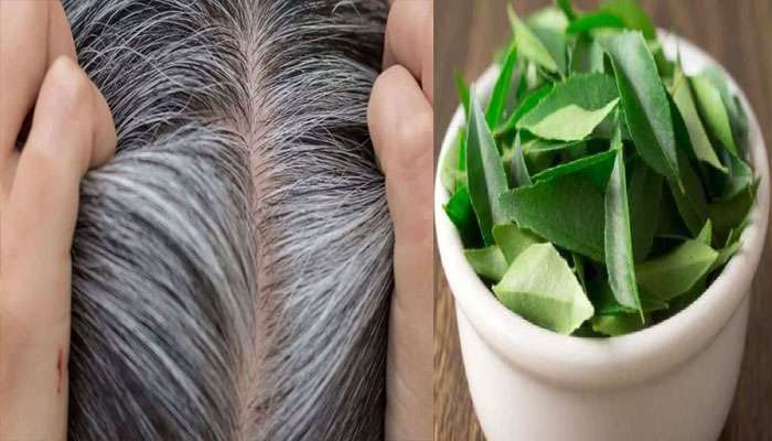 Hair Care Tips: നരച്ച മുടിയിൽ ആശങ്കാകുലരാണോ നിങ്ങൾ? എന്നാൽ ഈ ഇല ഉപയോഗിക്കൂ, ഫലം ഉറപ്പ് 