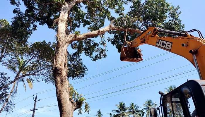 പയ്യന്നൂർ ദേശീയപാതയോരത്തെ അവസാനത്തെ കുഞ്ഞിമംഗലംമാവും മുറിച്ചു