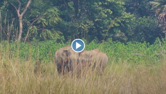 Viral Video : ആനകളുടെ അതിസുന്ദരമായ പ്രണയം; വീഡിയോ വൈറൽ