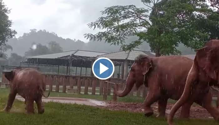 Viral Video : മഴയത്ത് ഓടി കളിച്ച് ആനക്കുട്ടികൾ; വീഡിയോ വൈറൽ