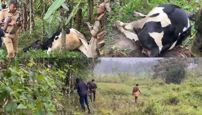 Tiger attack in Wayanad: വയനാട് ചീരാലിൽ വീണ്ടും കടുവയുടെ ആക്രമണം; തൊഴുത്തിൽ കെട്ടിയിട്ട പശുവിനെ കൊന്നു