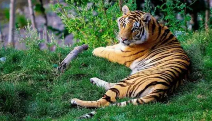 Wayanad Tiger Attack : വയനാട്ടിൽ വീണ്ടും കടുവാ ഭീതി; കൂടുകൾ സ്ഥാപിച്ച് വനം വകുപ്പ് 