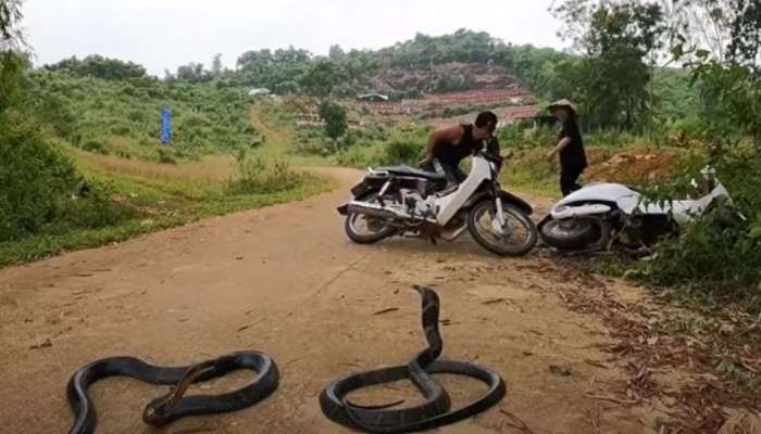 Viral Video: 200 രാജവെമ്പാലകളെ പിടിച്ച പെൺകുട്ടി പോലും ആ കാഴ്ച കണ്ട് വിരണ്ടു-വീഡിയോ