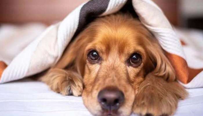 Toxic Dog Foods : ഈ ഭക്ഷണങ്ങൾ നിങ്ങളുടെ നായകൾ കഴിക്കാറുണ്ടോ? എങ്കിൽ അത് ഒഴിവാക്കണം