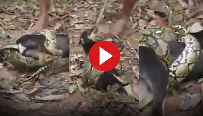 Viral Video: നായയെ ചുറ്റിവരിഞ്ഞ് പെരുമ്പാമ്പ്, പിന്നെ സംഭവിച്ചത്..! വീഡിയോ വൈറൽ   