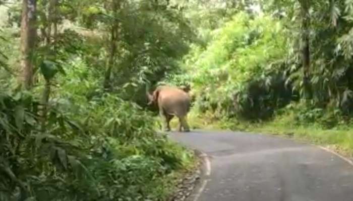 Wild Elephant Video: മലക്കപ്പാറയിൽ ബസിന് നേരെ പാഞ്ഞടുത്ത് കാട്ടാന; രക്ഷപ്പെടാൻ ഡ്രൈവർ ബസ് പിന്നോട്ട് ഓടിച്ചത് എട്ട് കിലോമീറ്റർ