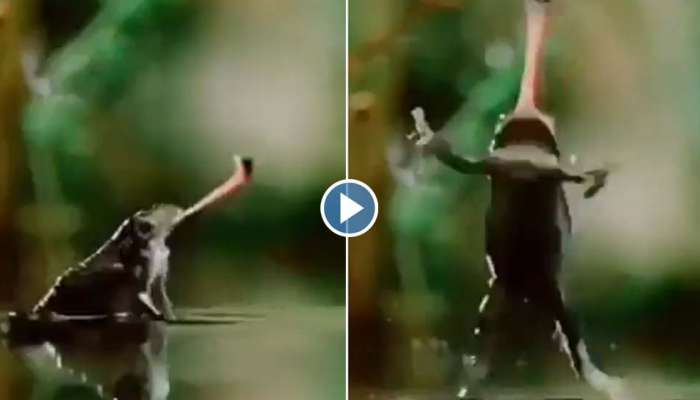 Viral Video : ഒരു കുഞ്ഞൻ തേനീച്ചയെ പിടിക്കാൻ നോക്കിയതാ, തവളയ്ക്ക് കിട്ടി  എട്ടിന്റെ പണി; വീഡിയോ വൈറൽ 