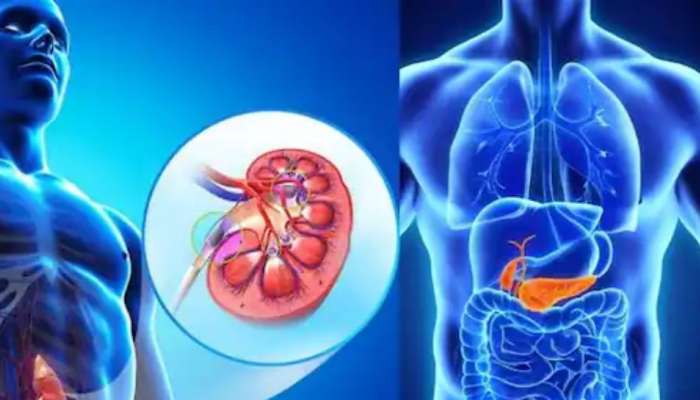 Gall Bladder Diseases: മൂത്രം ഇരുണ്ട നിറത്തിൽ, വിട്ടുമാറാത്ത വയറുവേദന... അവ​ഗണിക്കരുത് ഈ ലക്ഷണങ്ങൾ; നിങ്ങളുടെ പിത്തസഞ്ചി അപകടത്തിലാകാം