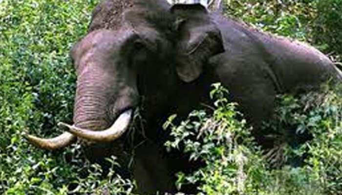 Wild Elephant Attack : കാട്ടാന ആക്രമണത്തില്‍ കര്‍ഷകന്‍ മരിച്ച സംഭവം; അഞ്ച് ലക്ഷം രൂപ നഷ്ട പരിഹാരം ഉടൻ നൽകുമെന്ന് വനം വകുപ്പ് 