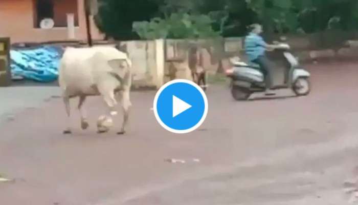 Viral Video : മെസിയും റൊണാൾഡോയും മാറി നിന്നോളു; ഗോളടിക്കാൻ ഇനി പശു ഉണ്ട്