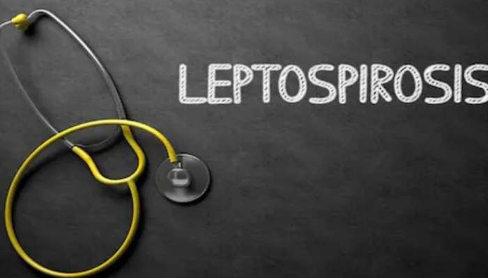 Leptospirosis: ലെപ്റ്റോസ്പിറോസിസ് ശരീരത്തിൽ പടരുന്നതെങ്ങനെ?