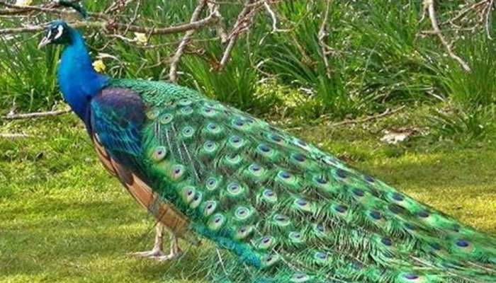 Peacock Good Luck: വഴിയിൽ വച്ച് പെട്ടെന്ന് ഒരു മയിലിനെ കണ്ടാൽ.. നിങ്ങളുടെ ഭാഗ്യം തെളിയും ഉറപ്പ്!