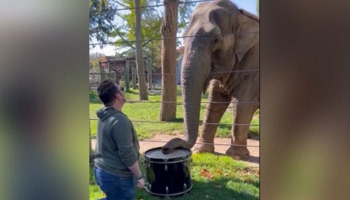 Elephant Viral Video: ആന ‍ഡ്രംസ് വായിക്കുന്നത് കണ്ടിട്ടുണ്ടോ? വീഡിയോ വൈറൽ