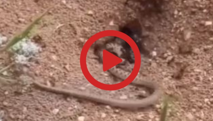 Viral Video: ഇര തേടിയെത്തിയത് ഉറുമ്പുകളുടെ കൂട്ടിൽ; പാമ്പിന്റെ അവസ്ഥ കണ്ടോ? വീഡിയോ വൈറൽ