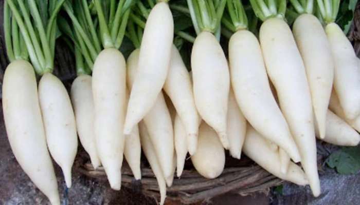 Radish: മുള്ളങ്കി  ആരോഗ്യത്തിന് ഉത്തമം, എന്നാല്‍, ഇക്കാര്യങ്ങള്‍ പ്രത്യേകം ശ്രദ്ധിക്കണം  