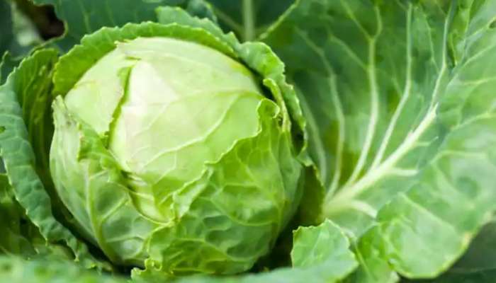 Benefits Of Cabbage: ശൈത്യകാലത്ത് കാബേജ് നിർബന്ധമായും ഭക്ഷണത്തിൽ ഉൾപ്പെടുത്തേണ്ടതിന്റെ കാരണങ്ങൾ ഇതാണ്