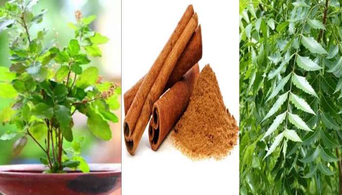 Happy New Year 2023 : 2022 ൽ ആളുകൾ ഏറ്റവും കൂടുതൽ ഗൂഗിളിൽ തിരഞ്ഞ ആയുർവേദ ഔഷധങ്ങൾ