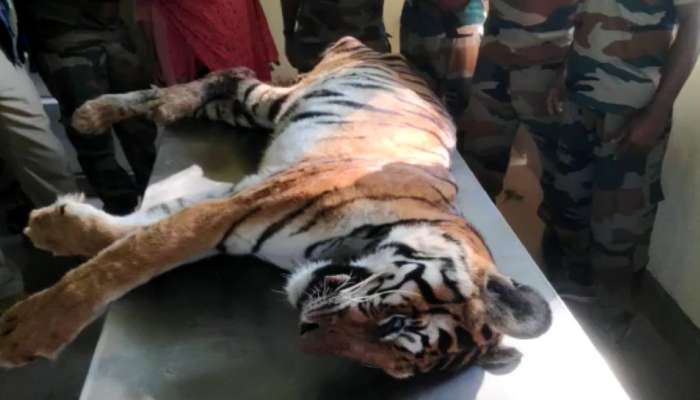 Wayanad Tiger Found Dead In Private Plantation | Wayanad Tiger: വയനാട് ...