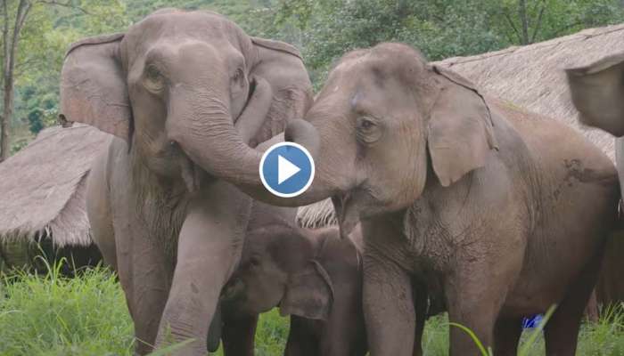 Amazing Animal VIdeo News in Malayalam Latest Amazing Animal VIdeo news,  photos, videos | Zee News Malayalam