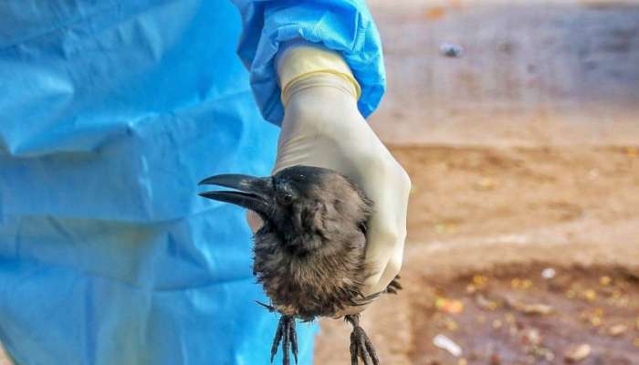 Bird flu: തിരുവനന്തപുരം അഴൂരിൽ പക്ഷിപ്പനി സ്ഥിരീകരിച്ചു; പക്ഷികളെ കൊന്നൊടുക്കും