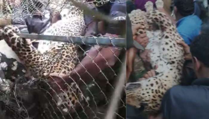 Leopard Died: പാലക്കാട് കോഴിക്കൂട്ടിൽ കുടുങ്ങിയ പുലി ചത്തു; പുലിയുടെ ജഡം മണ്ണാര്‍ക്കാട് ഫോറസ്റ്റ് റേഞ്ച് ഓഫീസിലേക്ക് മാറ്റി