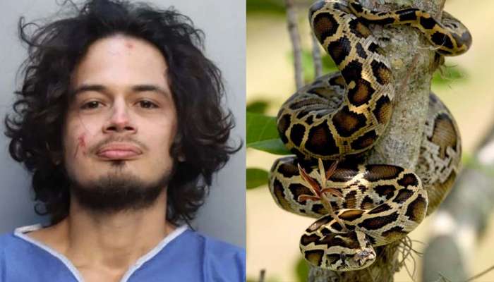 Man Attacks Python : പങ്കാളിയുമായുള്ള വഴക്കിനെ  തുടർന്ന്  പെരുമ്പാമ്പിന്റെ തല കടിച്ചു പറിച്ച് യുവാവ്