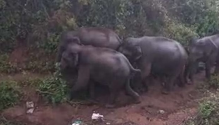 Wild Elephant: ഭീതിയൊഴിയാതെ ജനങ്ങൾ; ധോണിയിൽ വീണ്ടും കാട്ടാനക്കൂട്ടം