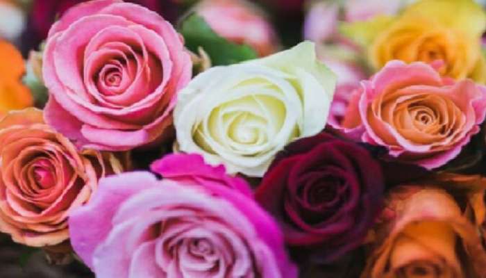 Rose Day 2023 : ചുവന്ന റോസ് ലഭിച്ചാൽ ഇഷ്ടമാണെന്നർഥം; അപ്പോൾ മഞ്ഞ, വെള്ള, പിങ്ക് തുടങ്ങിയ നിറങ്ങൾ എന്തിനെ സൂചിപ്പിക്കുന്നു?